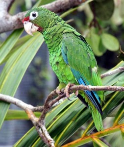 Parrots... On Your Head