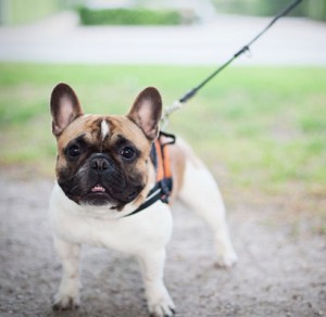Lucrative dog walk