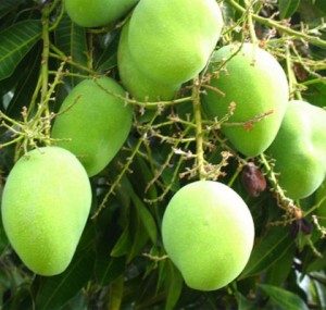 Mango seed fiber