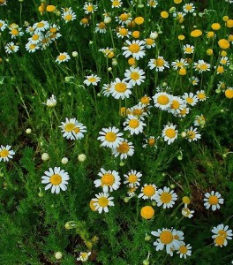 Chamomile