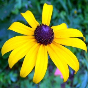 Black Eyed Susans