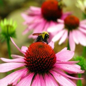 Coneflower