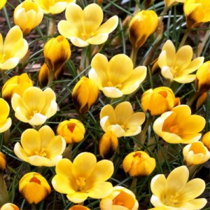 Crocus