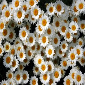 Daisies