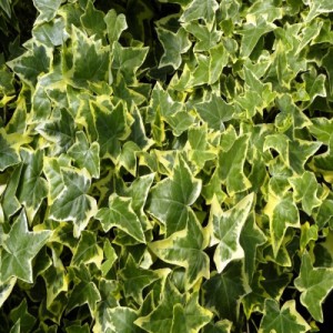 English Ivy
