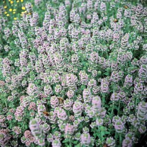 Herbs