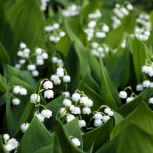 Lily of the Valley