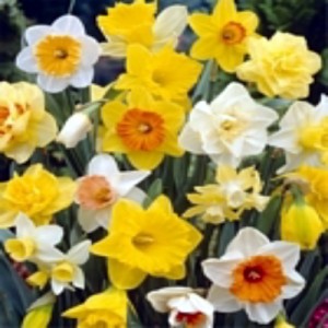 Narcissi