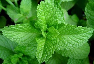 peppermint