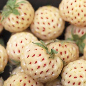 strawberries