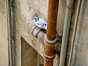 Protect your Pipes