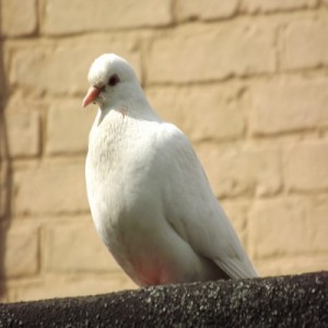 Doves
