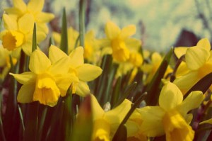 Daffodil