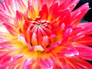 Dahlias