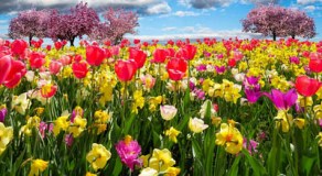 field of flowers