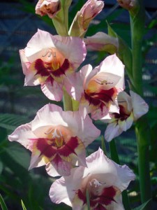 Gladiolas