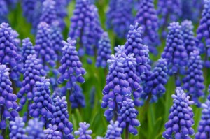Grape Hyacinths