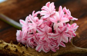 Hyacinths