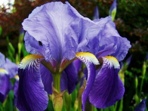 Iris