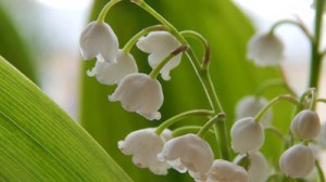 Lily of the Valley