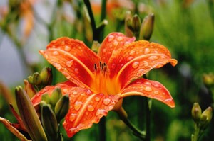 Lilies