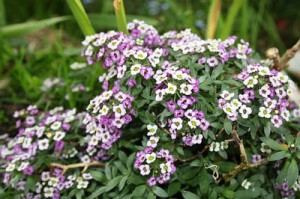 Alyssum
