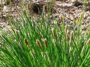 Sedge