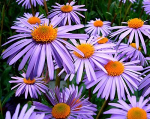 Asters