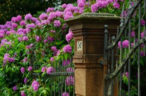 Rhododendrons