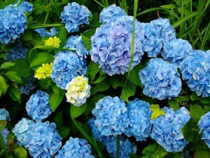 Hydrangeas