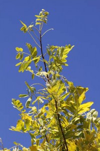 Honey Locust
