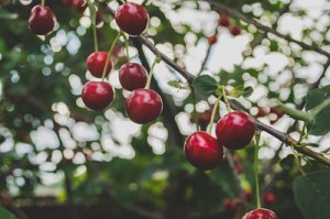 Cherry