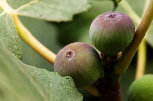 Fig