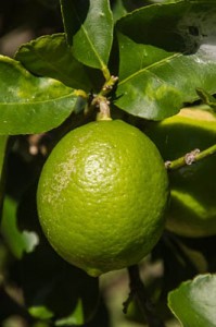 lime