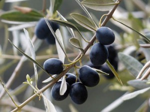 olive tree