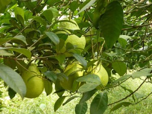 Pears