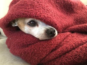 Snuggle up