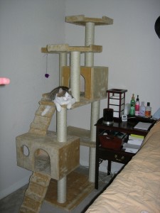 Pet Paradise