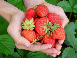 stuffed berries