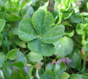 Four Leaf Clover