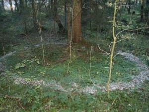 Fairy Rings