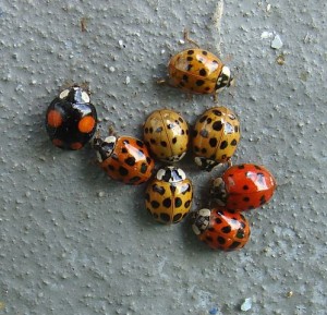 Lady Bugs
