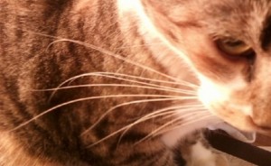Cat’s Whisker