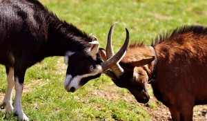conflict resolution