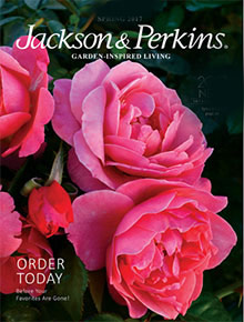 jackson and perkins catalog