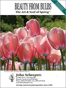 john scheepers beauty from bulbs catalog