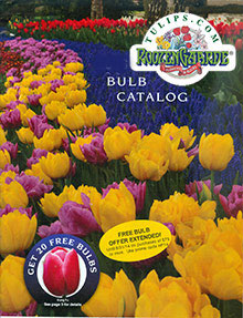 Tulips.com catalog