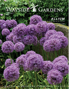 Wayside Gardens