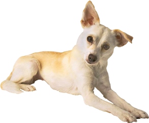 pet lovers catalogs
