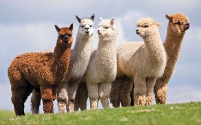 alpacas not on amazon